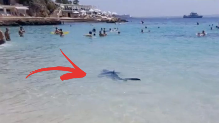 Turisti zažili šok: V obľúbenej dovolenkovej destinácii Slovákov sa objavil žralok