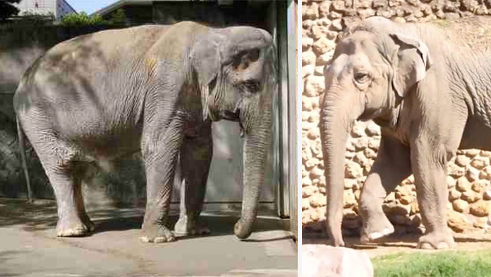 V španielskej zoo zahynul najsmutnejší slon na svete: Život v depresii a samote