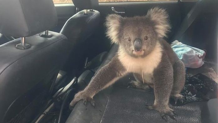 VIDEO Mužovi skočila do auta smelá koala: Pozrite, ako to celé dopadlo