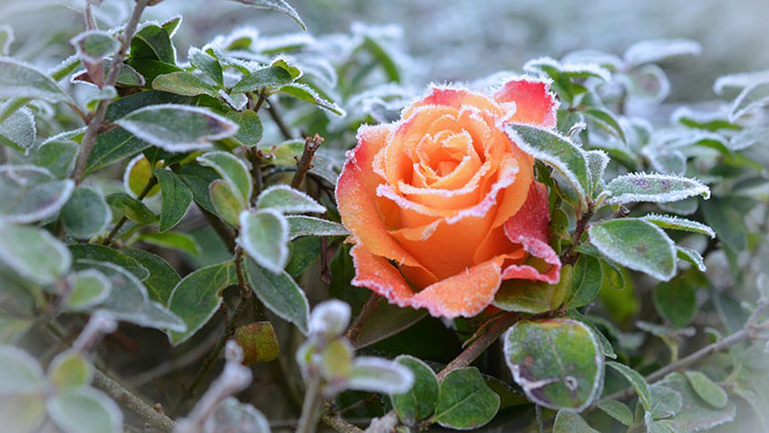 Zlá správa pre záhradkárov: Vydané výstrahy pred silným prízemným mrazom