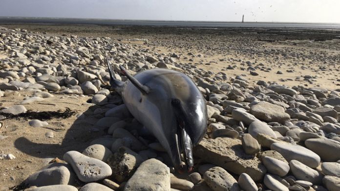 mrtve delfíny na francúzskom pobreží