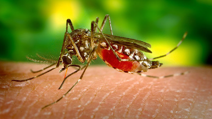 Dovolenkárov straší smrteľný vírus prenášaný komármi: Hrozí v obľúbenej destinácii Slovákov