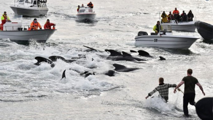 Masaker 150 veľrýb a niekoľkých delfínov: More sa zafarbilo na červeno