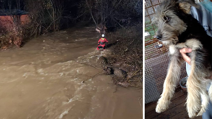 Rieka strhla tri ženy pri záchrane psíkov: Za Zuzkou, Katkou a Zdenkou plačú útulky i ľudia