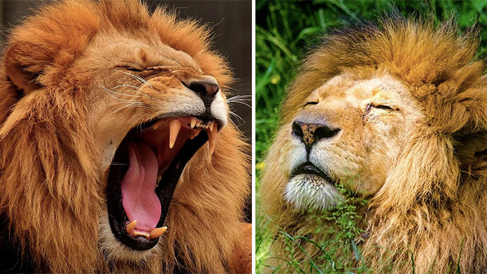 Online pexeso kráľa zvierat: Nájdite dvojice fotkám a buďte čo najrýchlejší