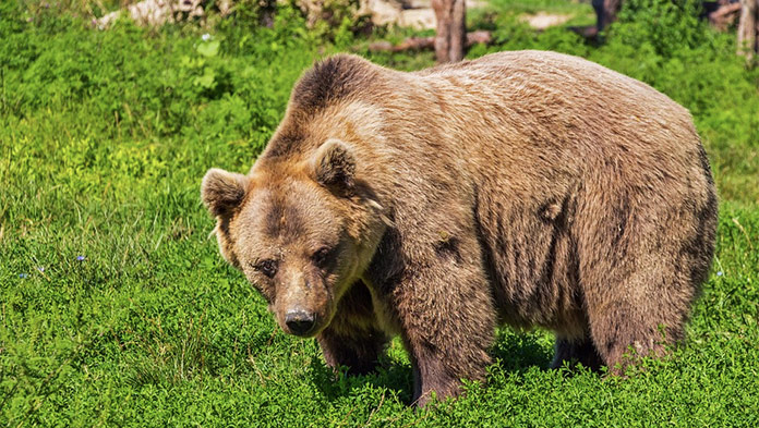 Dráma na túre: Na otca so synom zaútočil medveď
