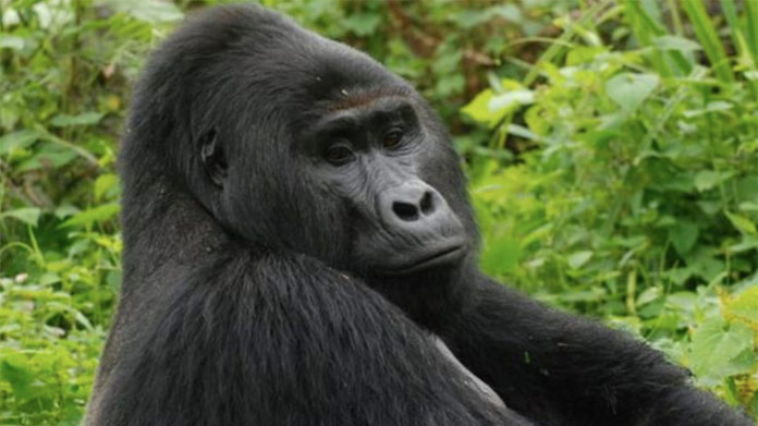 Známu horskú gorilu Rafikiho zabili pytliaci