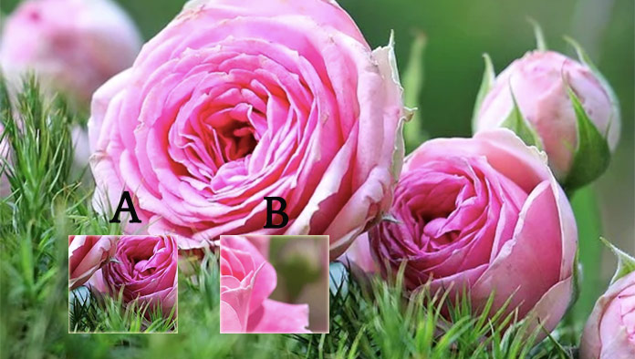 Spojíte správne ŠESŤ fotiek ruží? Preverte si váš postreh