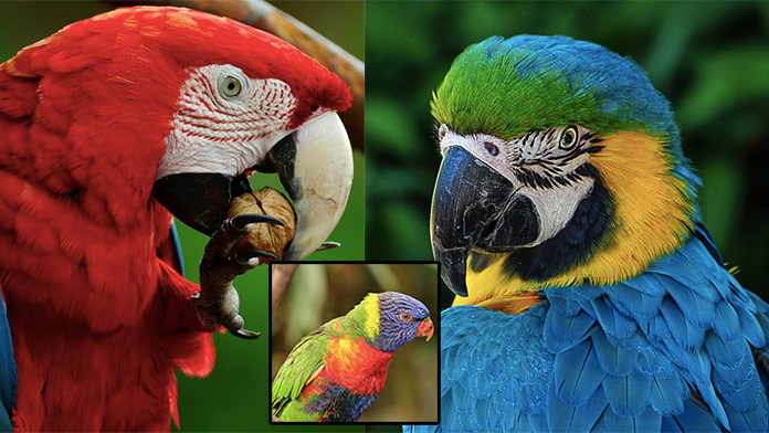 Nájdete dvojice papagájov do 20 sekúnd? Vyskúšajte si online pexeso na čas