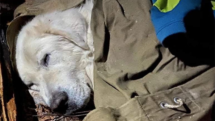 Záchranná akcia vyčerpaného psíka v Slovenskom raji: Život mu zachránila skupina turistov