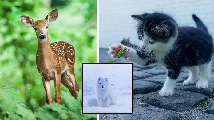 Online pexeso na stredu: Nájdete fotky zvierat do 20 sekúnd?