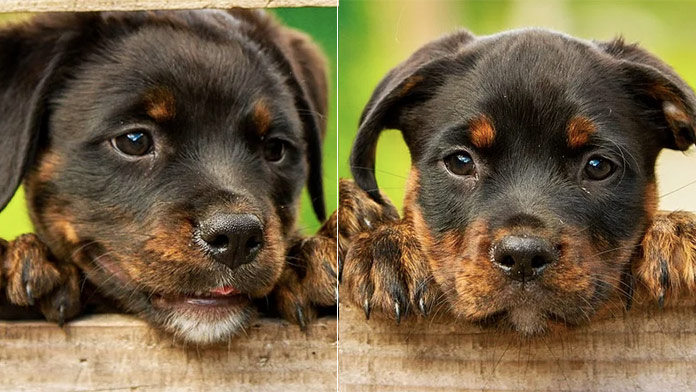 Online pexeso so psíkmi: Nájdete fotky do 20 sekúnd?