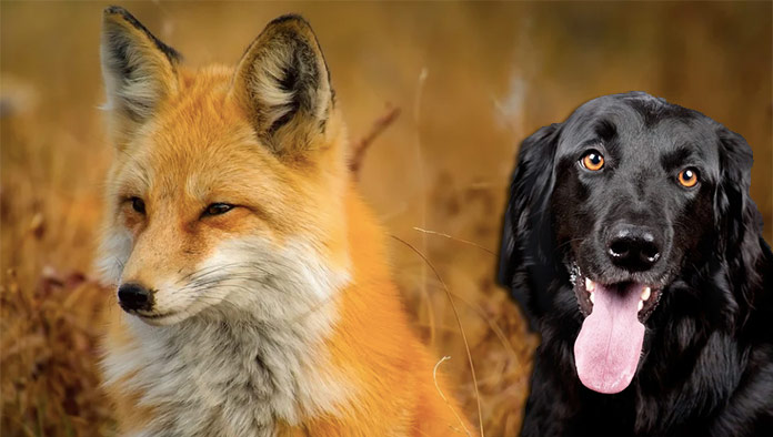 Jazykové okienko: Ako dobre poznáte zvieratá v angličtine?