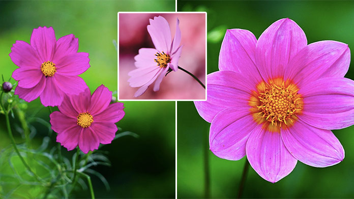Online pexeso kvetov: Podarí sa vám nájsť dvojice do 20 sekúnd?