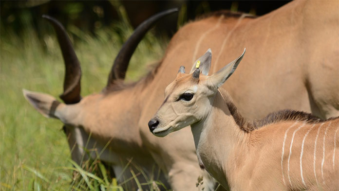V bojnickej zoo majú nové prírastky: Narodila sa malá antilopa i pásavec
