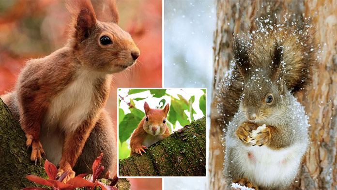 Online pexeso s veveričkami: Nájdete dvojice fotiek do 20 sekúnd?