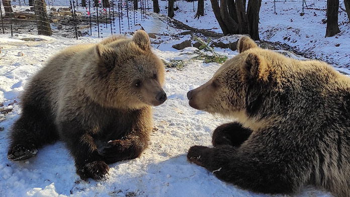 Zoo Košice si pripomína rekordné pätorčatá, v chove medveďov pokračuje