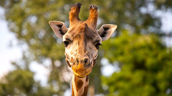 Najstaršia žirafia samica v bratislavskej ZOO náhle uhynula