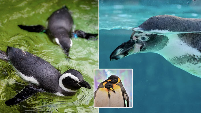 Sobotné online pexeso: Za aký čas nájdete dvojice tučniakov?