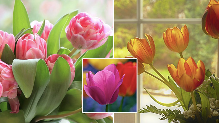 Tulipánové pexeso: Nájdete dvojice fotiek do 20 sekúnd?