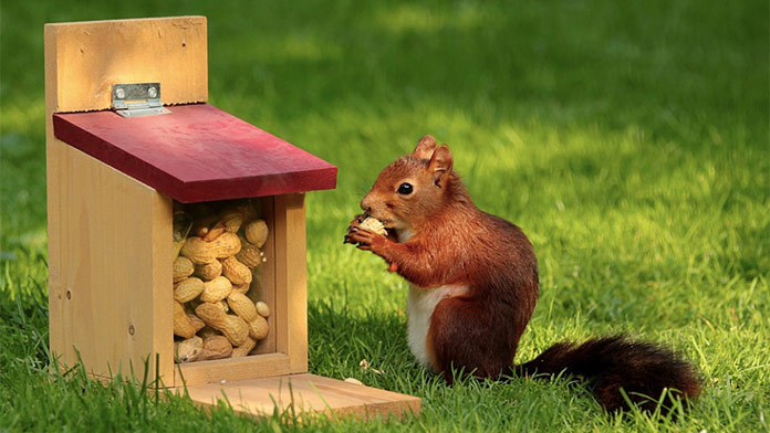 Online pexeso s fotkami veveričiek: Nájdite dvojice v čo najkratšom čase