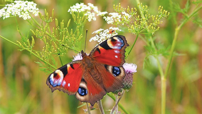 Online pexeso s fotkami motýľov: Nájdite dvojice a buďte čo najrýchlejší