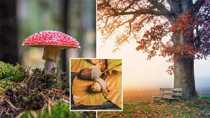 Jesenné pexeso plné farieb: Za aký čas nájdete dvojice fotiek?