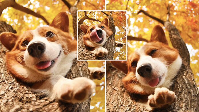 Online pexeso roztomilého psíka corgiho: Za aký čas nájdete dvojice?