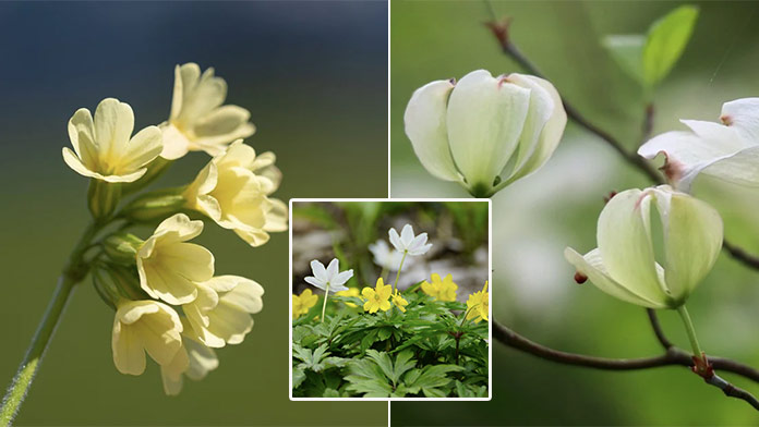 Jarné pexeso plné kvetov: Za aký čas nájdete všetky dvojice?