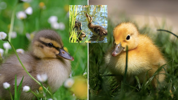 Online pexeso roztomilých kačiatok a húsatok: Nájdete dvojice do 20 sekúnd?